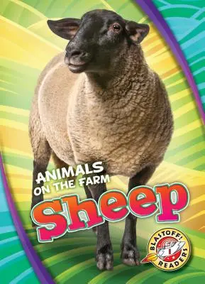 Oile - Sheep