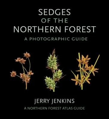 Sedges din Pădurea de Nord: Un ghid fotografic - Sedges of the Northern Forest: A Photographic Guide
