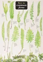 Cheie pentru ferigile comune - Key to Common Ferns