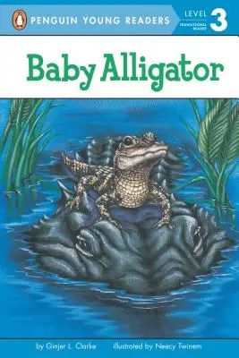 Pui de aligator - Baby Alligator
