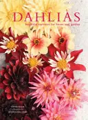 Dahlias - Soiuri frumoase pentru casă și grădină - Dahlias - Beautiful varieties for home and garden