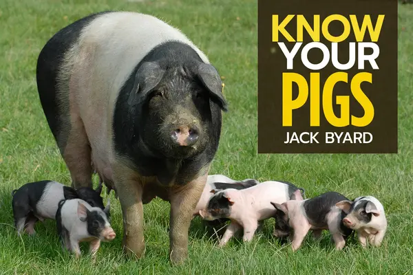 Cunoașteți-vă porcii - Know Your Pigs