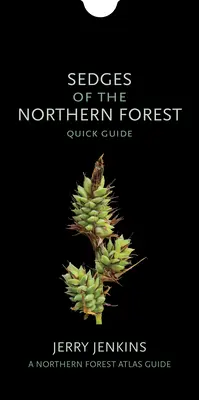 Sedges din Pădurea de Nord: Ghid rapid - Sedges of the Northern Forest: Quick Guide