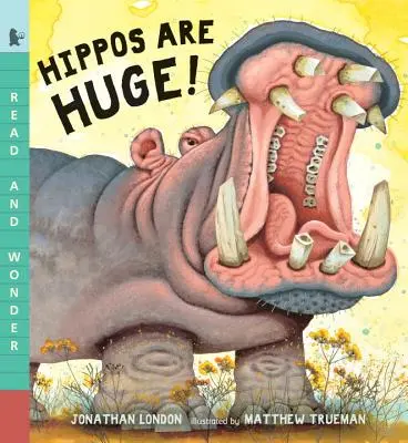 Hipopotamii sunt uriași! - Hippos Are Huge!