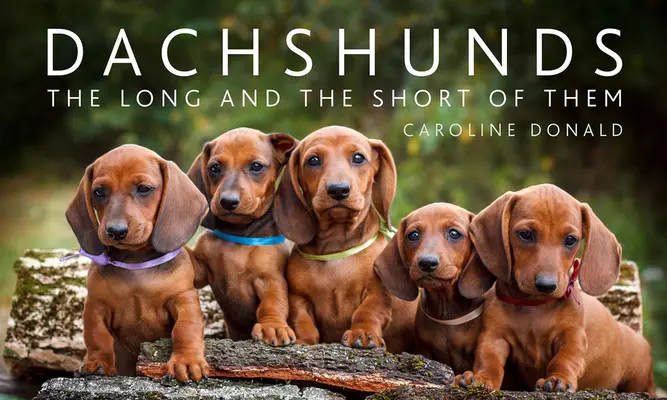 Dachshund: Pe lung și pe scurt - Dachshunds: The Long and the Short of Them