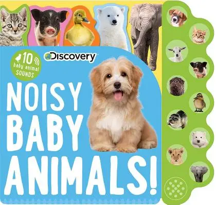 Descoperire: Pui de animale gălăgioși! - Discovery: Noisy Baby Animals!