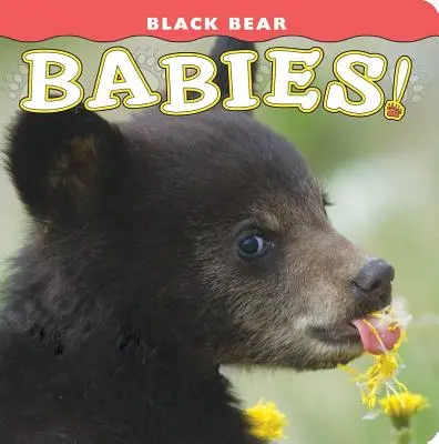 Bebeluși de urs negru! - Black Bear Babies!