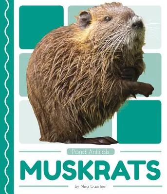 Șobolani moscați - Muskrats