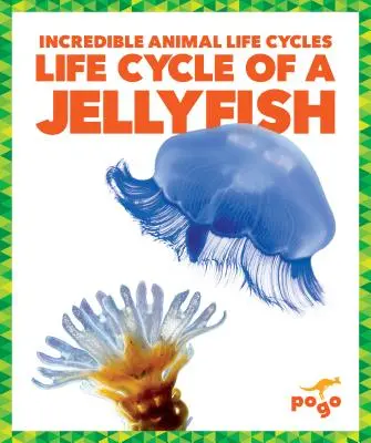Ciclul de viață al unei meduze - Life Cycle of a Jellyfish