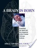 S-a născut un creier: Explorarea nașterii și dezvoltării sistemului nervos central - A Brain Is Born: Exploring the Birth and Development of the Central Nervous System