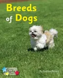 Rase de câini - Faza 4 fonetică - Breeds of Dogs - Phonics Phase 4