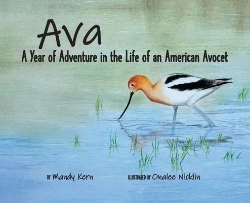 Ava: Un an de aventură în viața unei Avocet americane - Ava: A Year of Adventure in the Life of an American Avocet