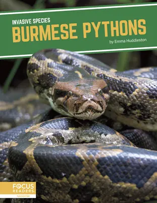 Pythoni birmanezi - Burmese Pythons