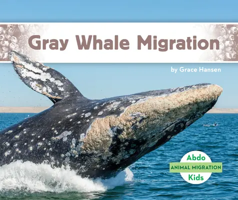 Migrația balenei cenușii - Gray Whale Migration