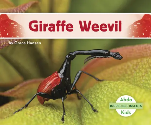 Gărgărița girafă - Giraffe Weevil