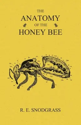 Anatomia albinei melifere - The Anatomy of the Honey Bee