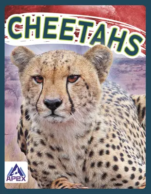 Gheparzi - Cheetahs