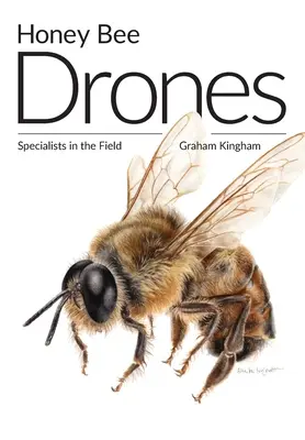 Dronele pentru albine de miere: Specialiști în domeniu - Honey Bee Drones: Specialists in the Field