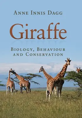 Girafa - Giraffe