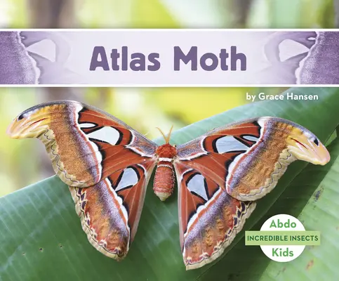Molia Atlas - Atlas Moth