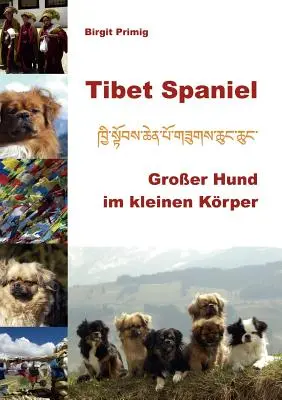 Spaniel tibetan: Groer Hund im kleinen Krper - Tibet Spaniel: Groer Hund im kleinen Krper