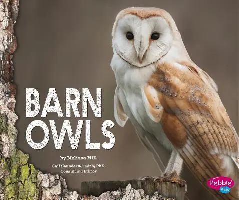 Bufnițe de hambar - Barn Owls
