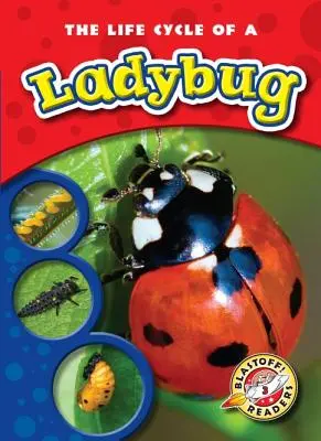 Ciclul de viață al unei Buburuze - The Life Cycle of a Ladybug