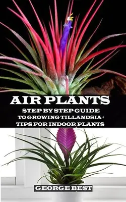 Plante de aer: Ghid pas cu pas pentru cultivarea Tillandsiei + sfaturi pentru plantele de interior - Air Plant: Step by Step Guide to Growing Tillandsia + Tips for Indoor Plants
