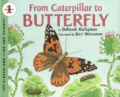 De la omidă la fluture - From Caterpillar to Butterfly