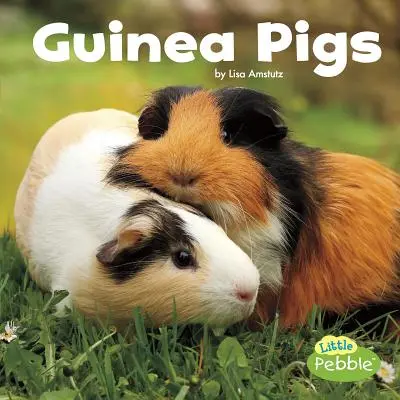 Porcușori de Guineea - Guinea Pigs