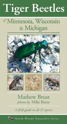 Gândacii tigru din Minnesota, Wisconsin și Michigan - Tiger Beetles of Minnesota, Wisconsin & Michigan