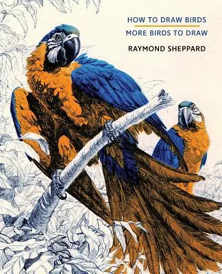 Cum să desenezi păsări / Mai multe păsări de desenat - How to Draw Birds / More Birds to Draw