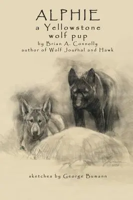 Alphie, un pui de lup din Yellowstone - Alphie, a Yellowstone Wolf Pup