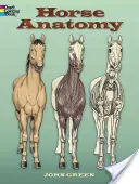 Anatomia cailor - Horse Anatomy