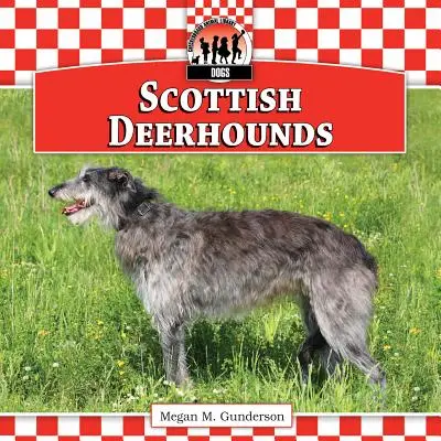 Deerhounds scoțieni - Scottish Deerhounds