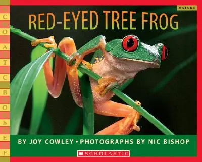 Broasca de copac cu ochi roșii - Red-Eyed Tree Frog