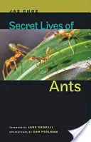 Viețile secrete ale furnicilor - Secret Lives of Ants