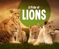 Mândrie de lei - Pride of Lions
