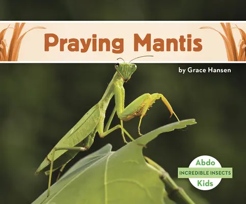 Mantis preot - Praying Mantis