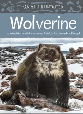 Animale ilustrate: Wolverine - Animals Illustrated: Wolverine