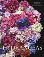 Hortensii - Soiuri frumoase pentru casă și grădină - Hydrangeas - Beautiful varieties for home and garden