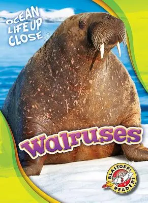 Morsa - Walruses
