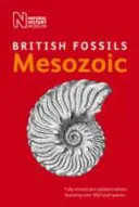 Fosile mezozoice britanice - British Mesozoic Fossils