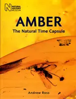 Amber - Capsula timpului naturală - Amber - The Natural Time Capsule