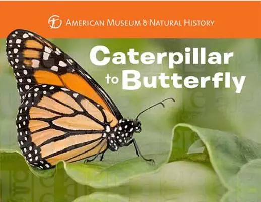 De la omidă la fluture - Caterpillar to Butterfly