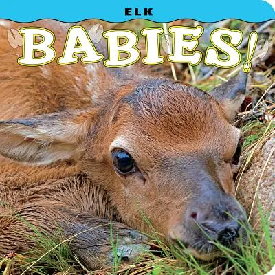 Bebelușii Elk! - Elk Babies!
