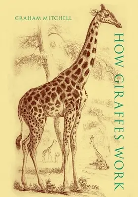 Cum funcționează girafele - How Giraffes Work