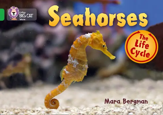 Căluți de mare - Seahorses