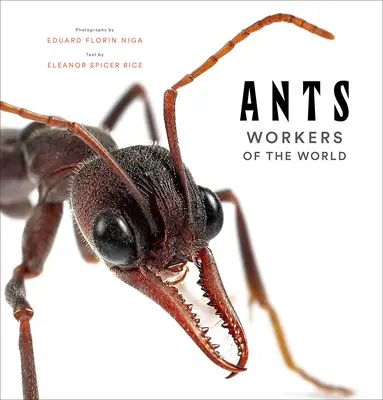 Furnicile: Muncitori ai lumii - Ants: Workers of the World