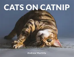 Pisici pe Catnip - Cats on Catnip